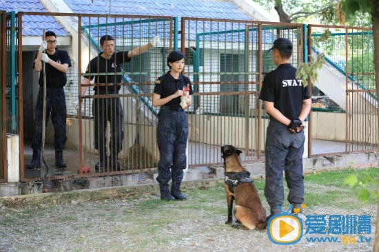 特警力量剧情介绍(1-51集大结局)
