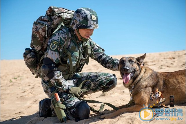神犬奇兵剧情介绍(1-37集大结局)