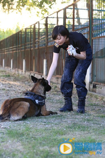 《特警力量》萌犬当道 警犬猎奇走红