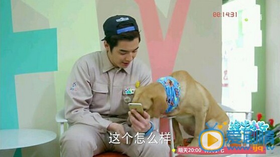 神犬小七植入广告大盘点