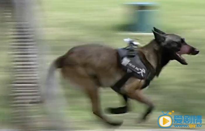  特警力量里面的猎奇是什么狗