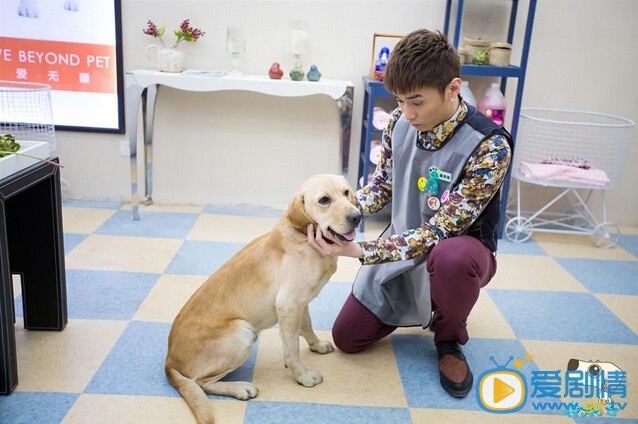 神犬小七中小七真的能够预测癌症吗？神犬小七预测癌症是真的吗？