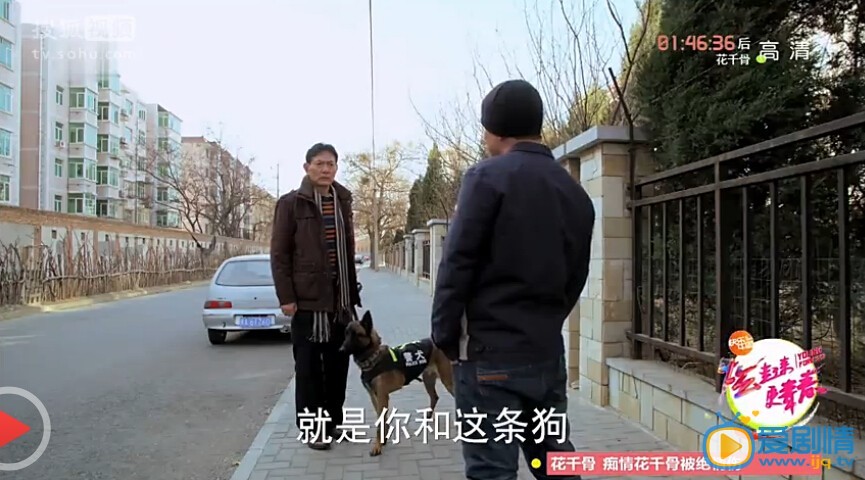 神犬小七霹雳是怎么死的？神犬小七霹雳死亡原因揭秘