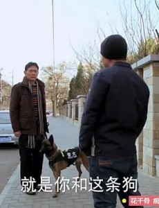 神犬小七霹雳是怎么死的？神犬小七霹雳死亡原因揭秘
