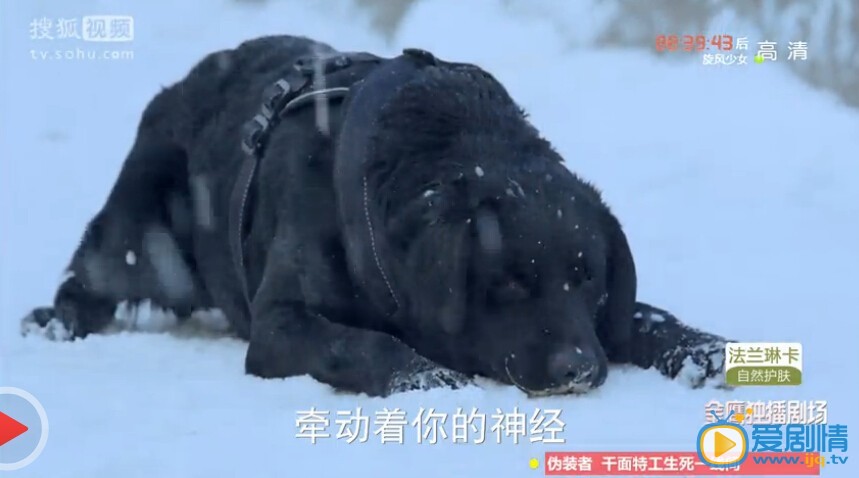 神犬小七指南针是什么品种的犬？指南针真的死了吗？