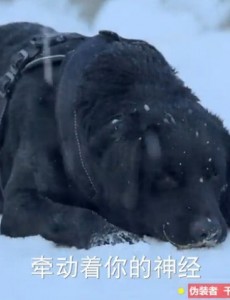 神犬小七指南针是什么品种的犬？指南针真的死了吗？