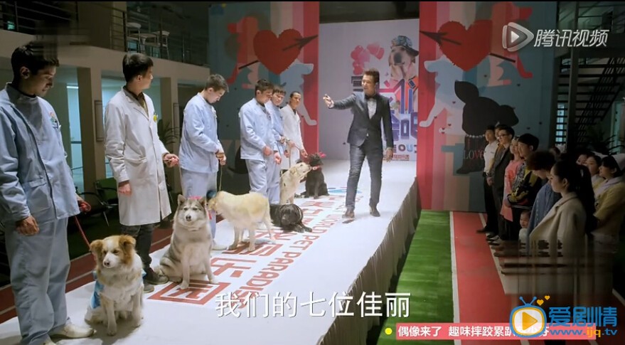 神犬小七里第几集给小七相亲？艾亮给小七相亲成功了吗？
