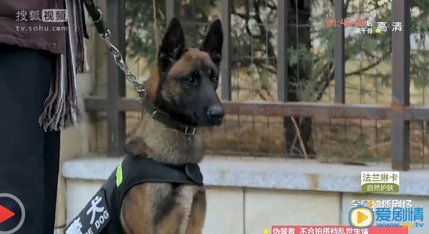 神犬小七中的霹雳是什么品种的犬？