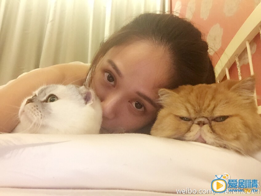 陈乔恩和猫合影照
 陈乔恩高清写真_陈乔恩高清剧照