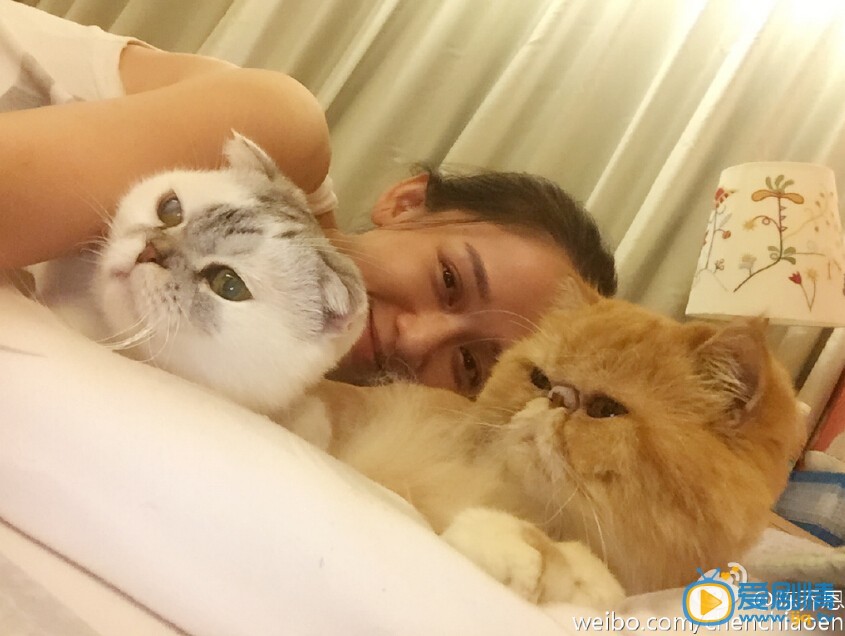 陈乔恩和猫合影照
 陈乔恩高清写真_陈乔恩高清剧照