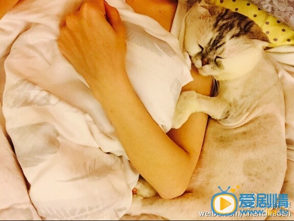 陈乔恩和猫合影照
 陈乔恩高清写真_陈乔恩高清剧照