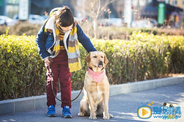 神犬小七乐乐剧照 神犬小七剧照0