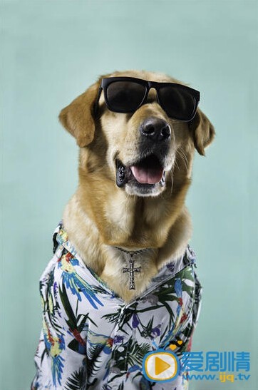 电视剧神犬小七海报