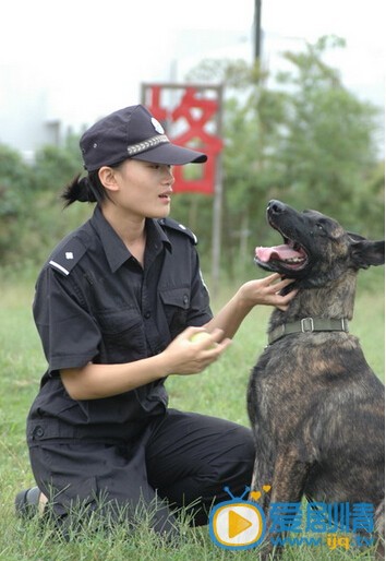 电视剧警花与警犬剧照