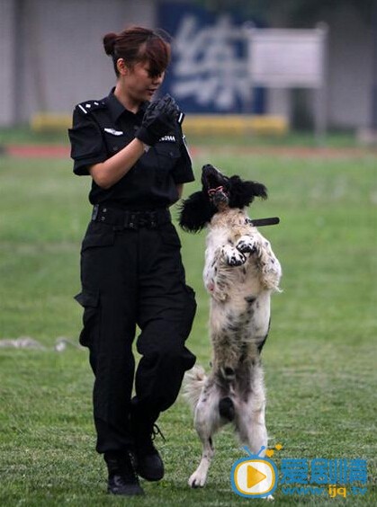 电视剧警花与警犬剧照