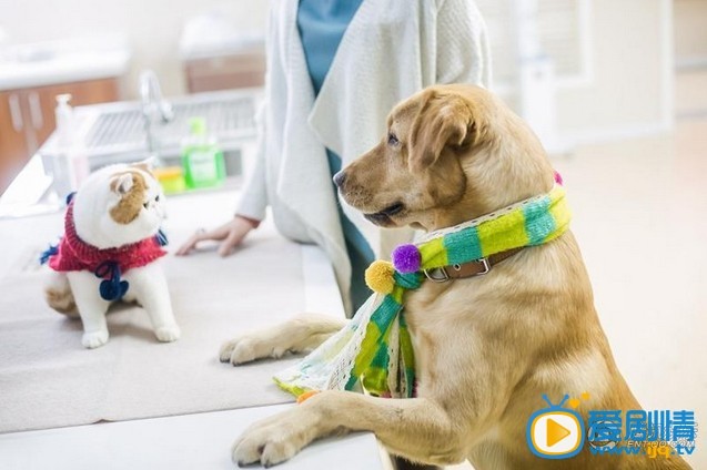 电视剧神犬小七剧照