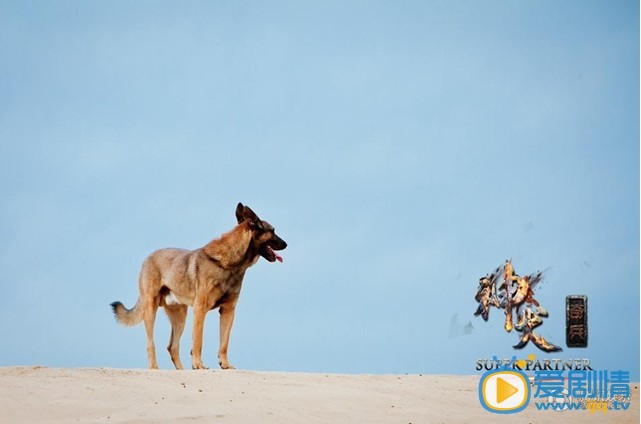 电视剧神犬奇兵剧照
