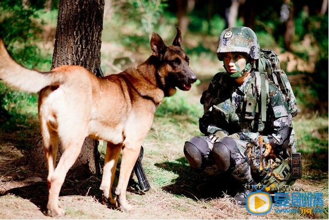 电视剧神犬奇兵剧照