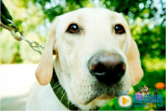 电视剧神犬奇兵剧照