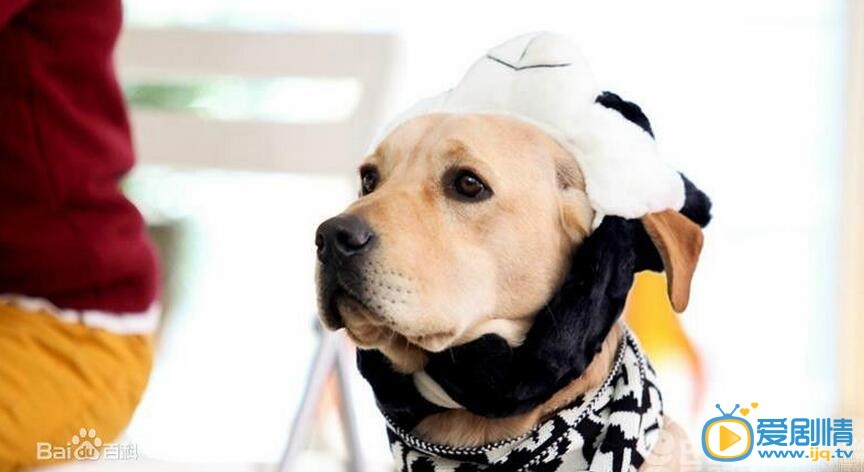 电视剧神犬小七2剧照