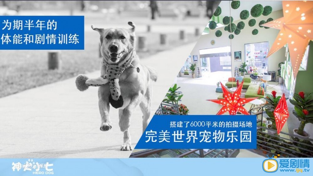 电视剧神犬小七2剧照